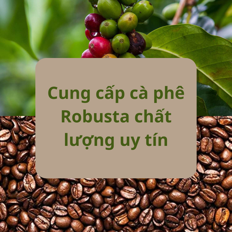 Cung cấp cà phê Robusta chất lượng uy tín